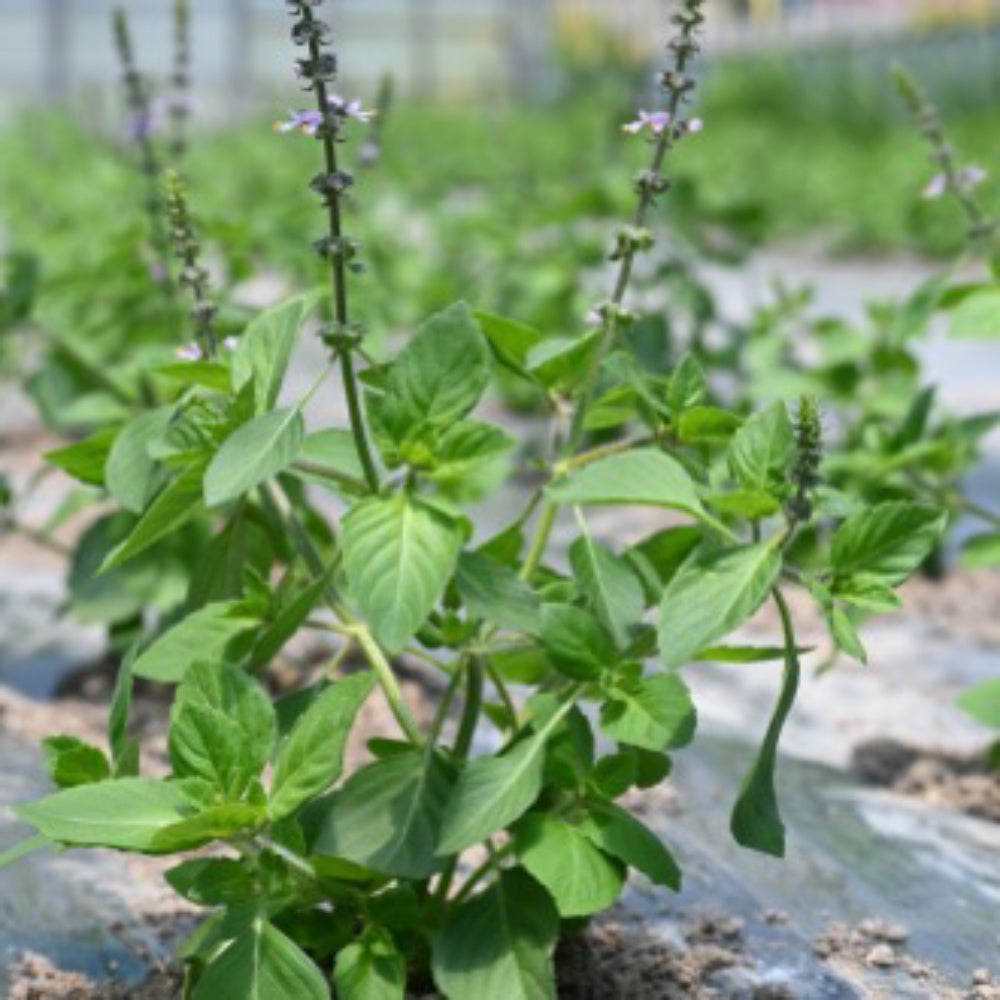 watashi ハーブティー